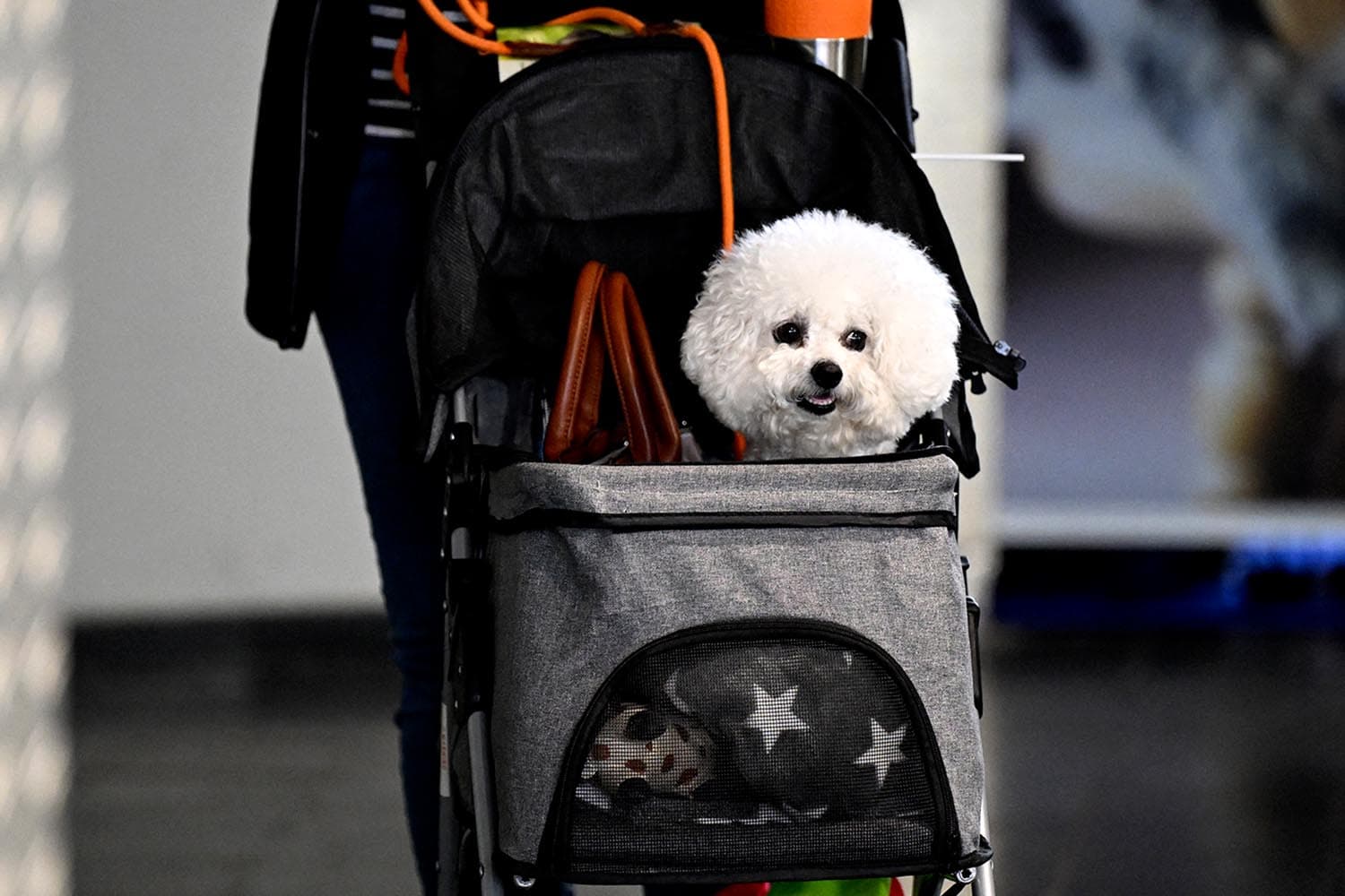dog_strollers_outsell_baby_strollers_amid_south_korean_birth_rate_crisis_SPACEBAR_Hero_e54297fb3f.jpg