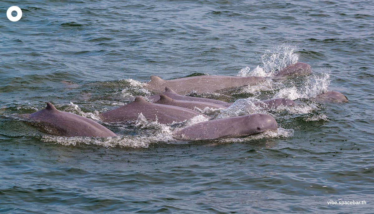 ecoeyes_save_the_last_14_Irrawaddy_dolphins_of_songkhla_lake_SPACEBAR_Photo01_95df091552.jpg
