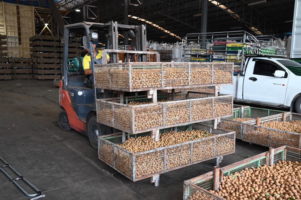 economic-business-thai-commercial-longan-price-SPACEBAR-Photo01.jpg