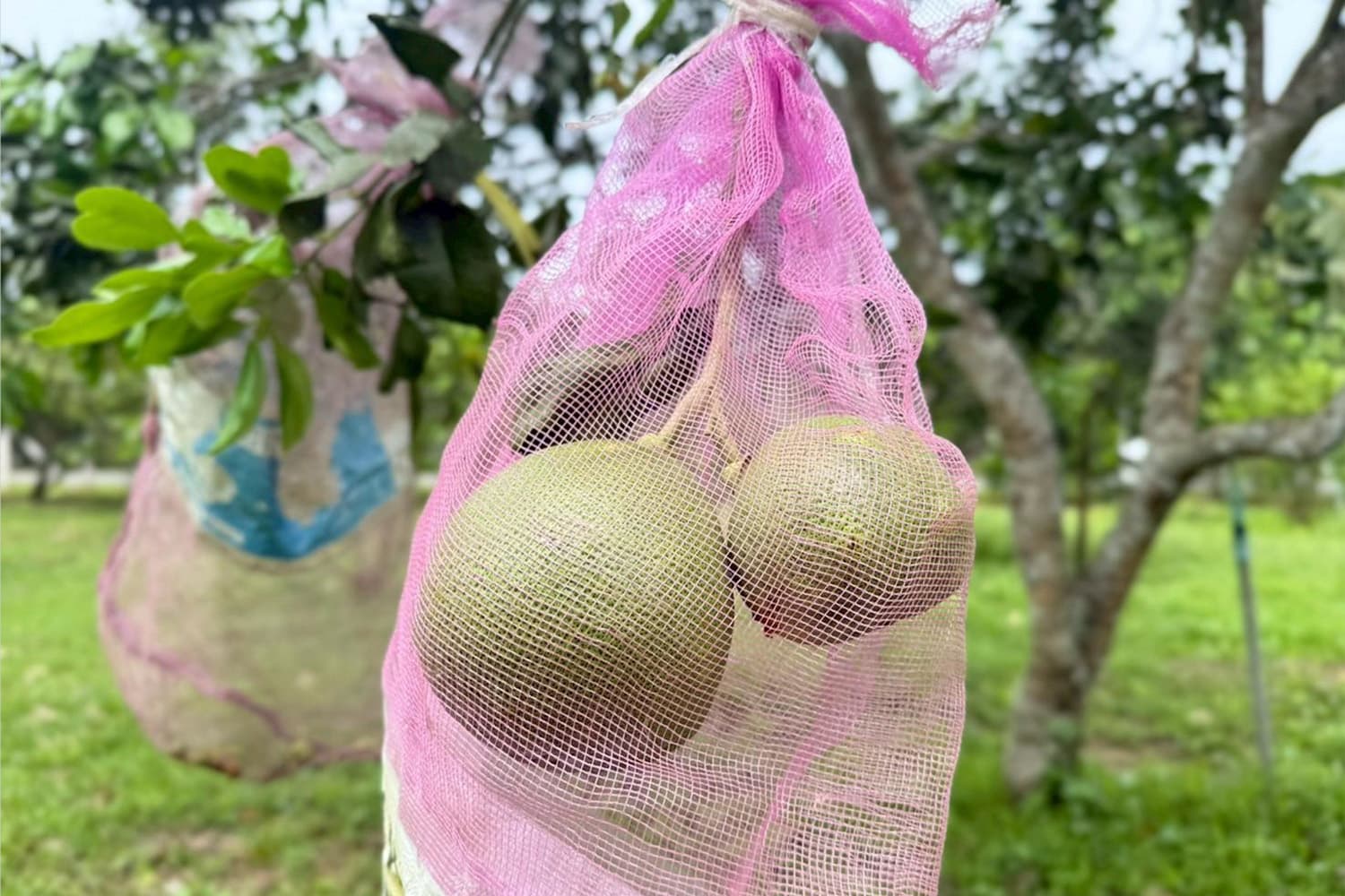 ‘ส้มโอหอมควนลัง’ GI ของดีเมืองสงขลา ออกตลาด ต.ค. - พ.ย.นี้