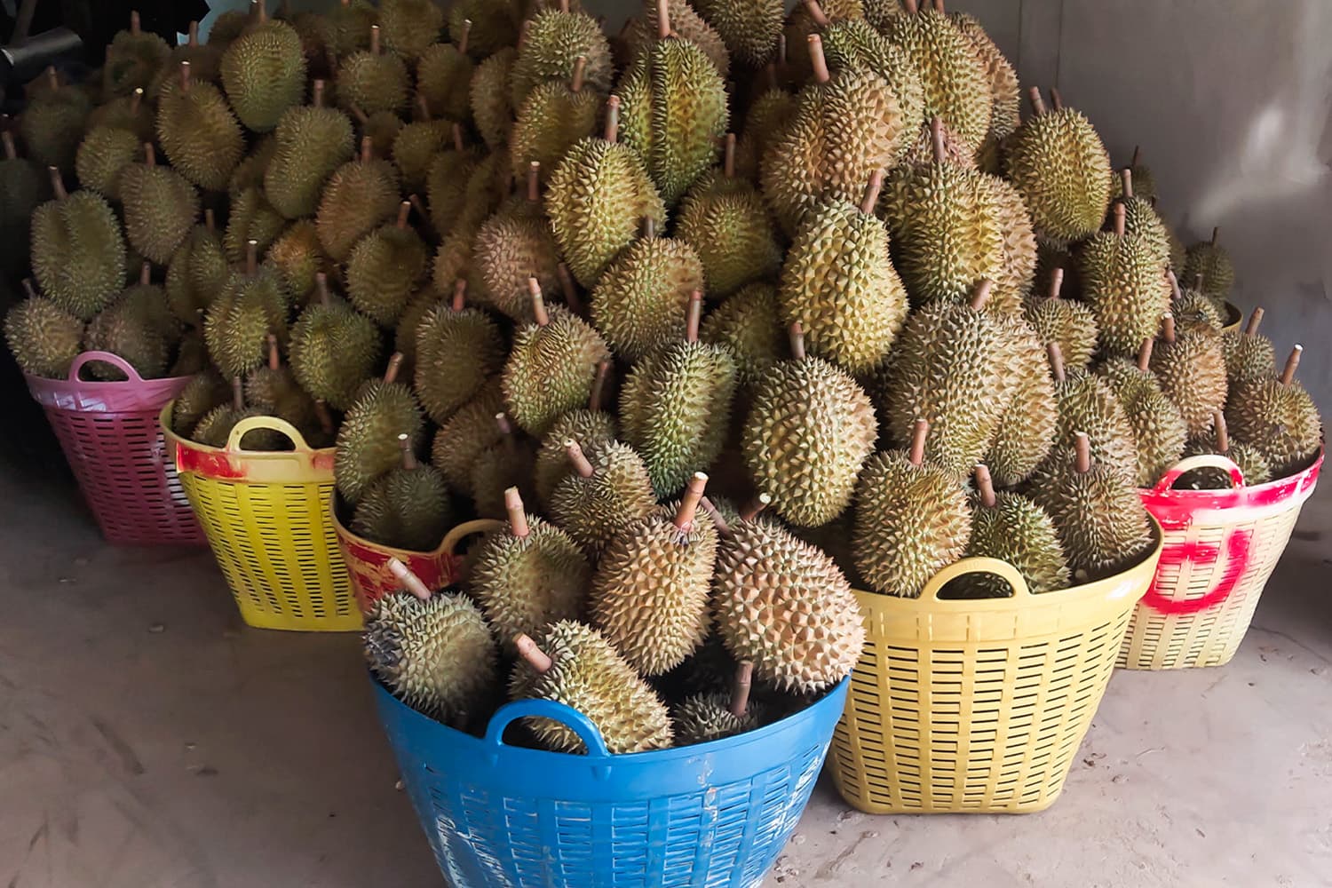 ทุเรียนไทยราคาดิ่ง ต่ำกว่า 100 บาทครั้งแรกในรอบ 6 ปี