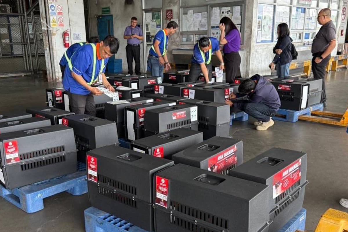 economic-business-thai-native-chicken-export-SPACEBAR-Photo02.jpg