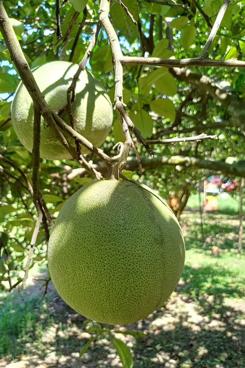 economic-business-thai-pomelo-gi-SPACEBAR-Photo V01.jpg