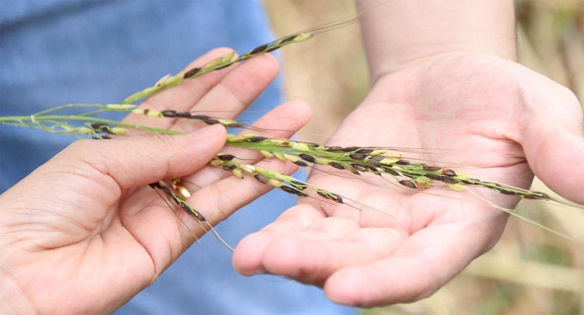 economic-business-thai-prevent-weeds-rice-SPACEBAR-Photo01.jpg