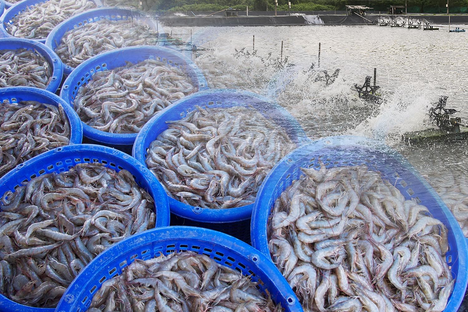 Shrimp board ผลักดัน ‘วาระแห่งชาติ’ ฟื้นฟูอุตสาหกรรมกุ้งทะเลไทย