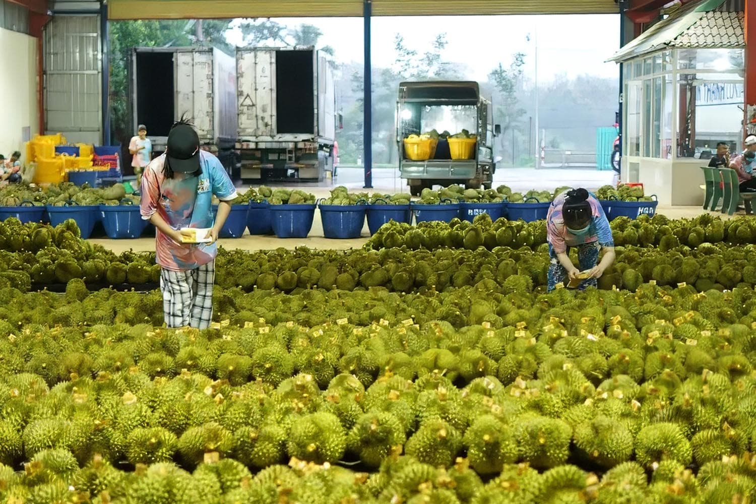 ส่งออกทุเรียนเวียดนามสะดุด จีนคุมเข้ม-ผลผลิตทะลัก กดราคาร่วงต่ำสุดในรอบหลายปี