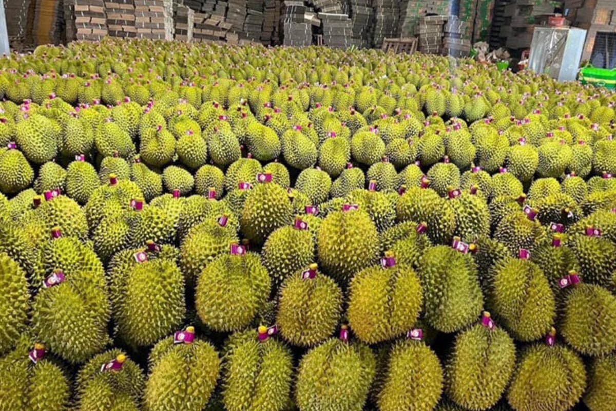 economic-business-thai-vietnamese-durian-exports-china-SPACEBAR-Photo02.jpg