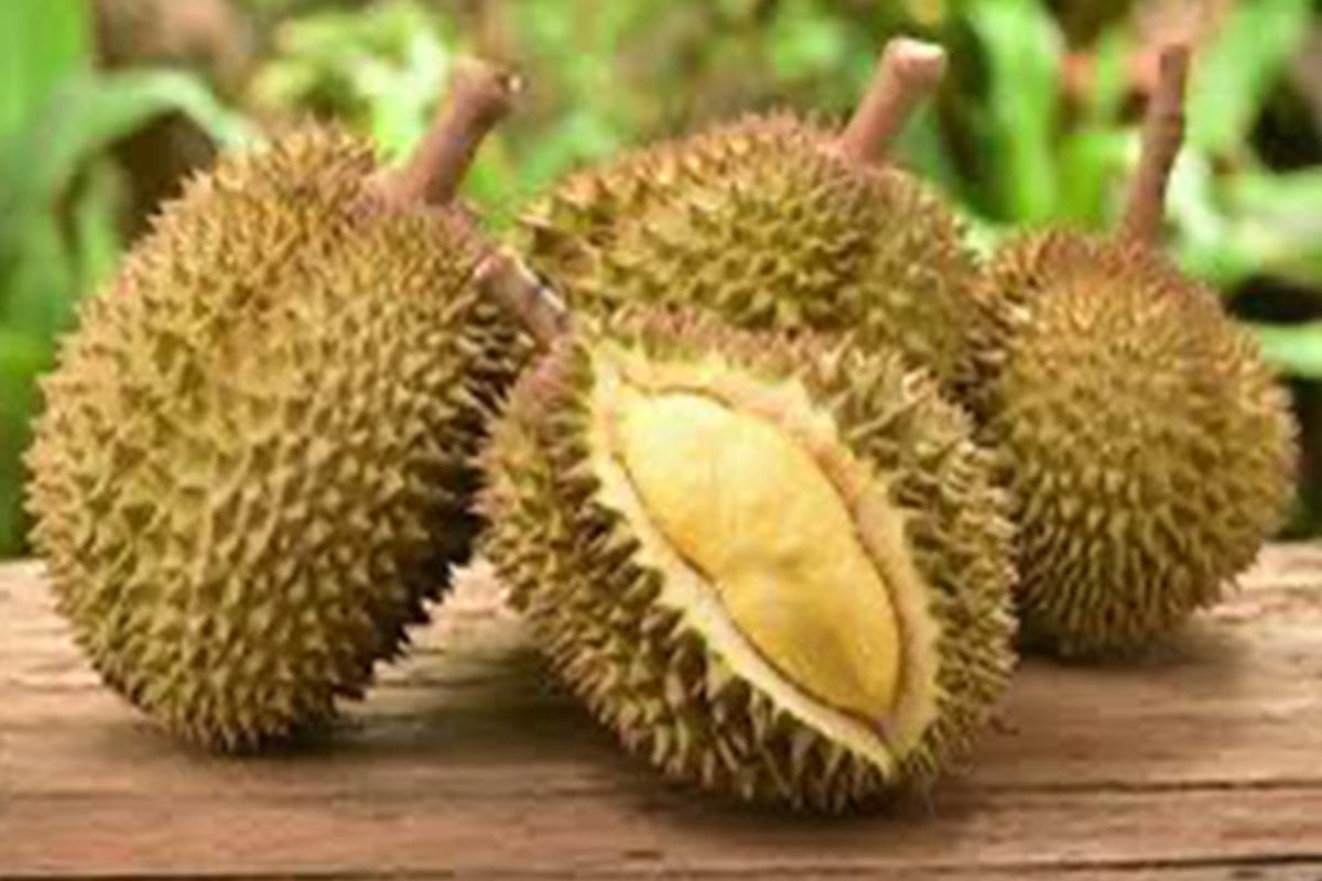 economic-business-thai-vietnamese-durian-exports-china-SPACEBAR-Photo03.jpg