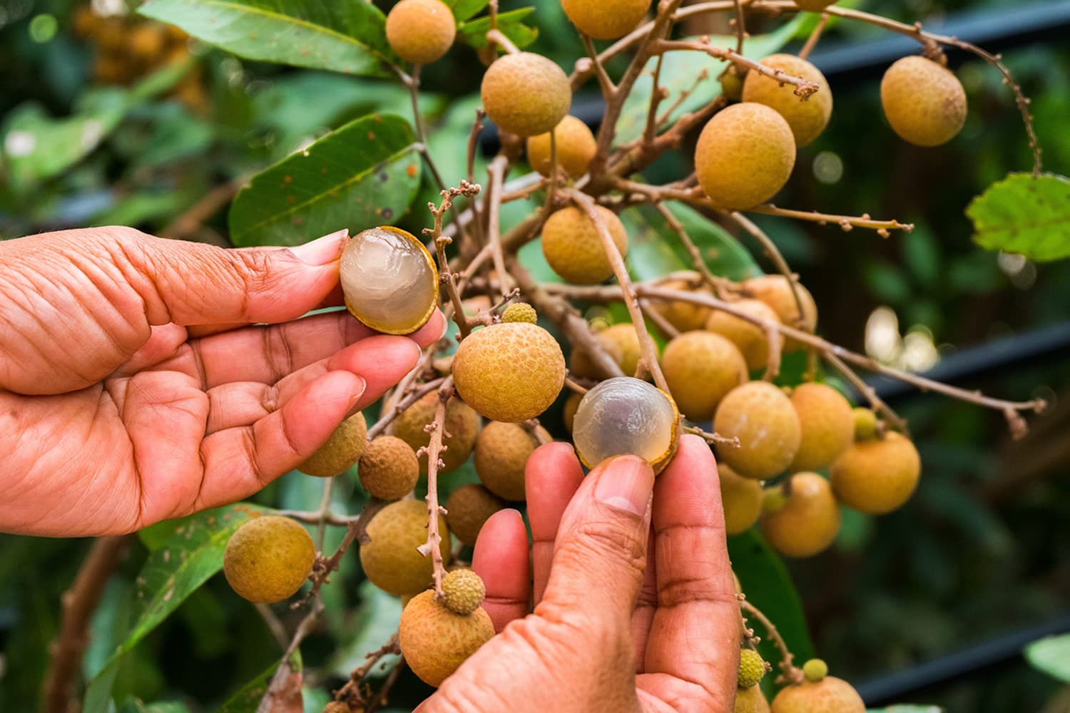 economic_business_fruit_board_longan_northern_SPACEBAR_Hero_ffd30cda89.jpg