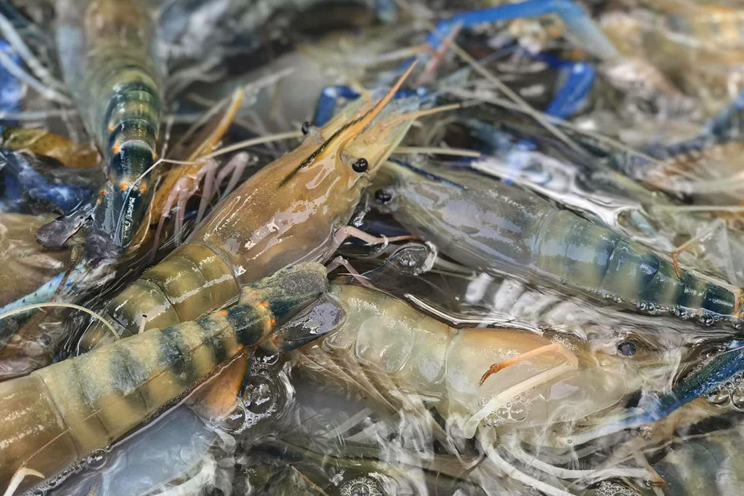economic_business_giant_freshwater_prawn_export_china_SPACEBAR_Hero_529211ac09.jpg
