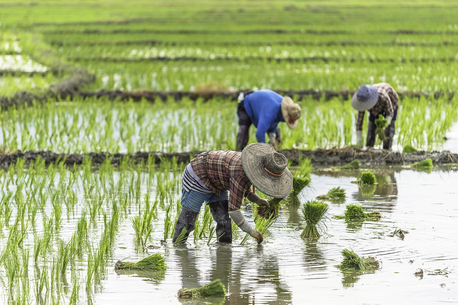 economic_business_national_rice_farmers_SPACEBAR_Hero_d1bc31f982.jpg