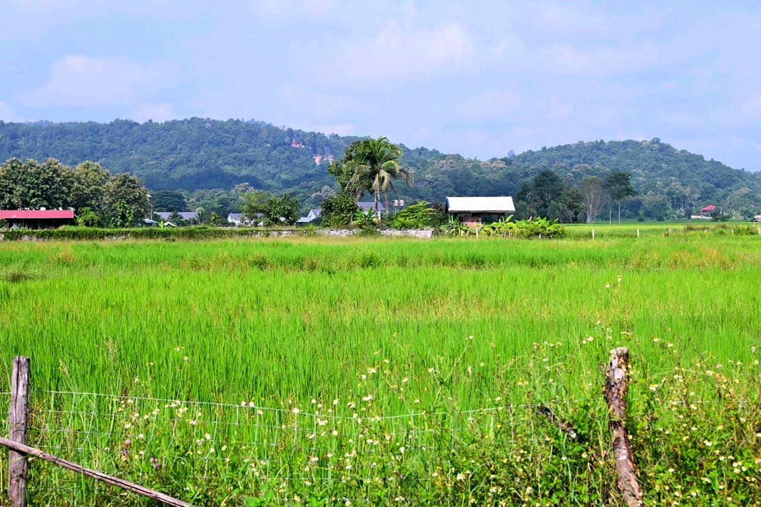 economic_business_phayao_colorful_rice_tourists_newyear_festival_SPACEBAR_Hero_1371b01b87.jpg