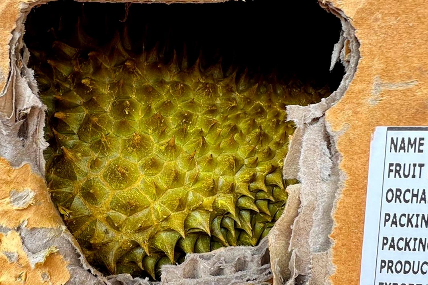 economic_business_thai_agriculture_export_durian_plant_burial_SPACEBAR_Hero_66186bbcc0.jpg