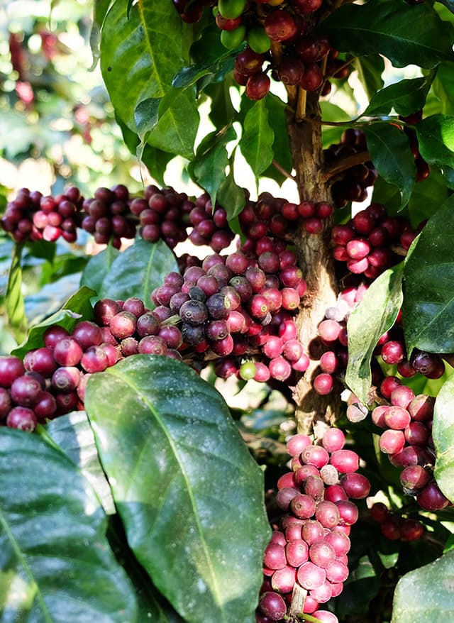 economic_business_thai_arabica_coffee_SPACEBAR_Spotlight_b152ecbdf2.jpg