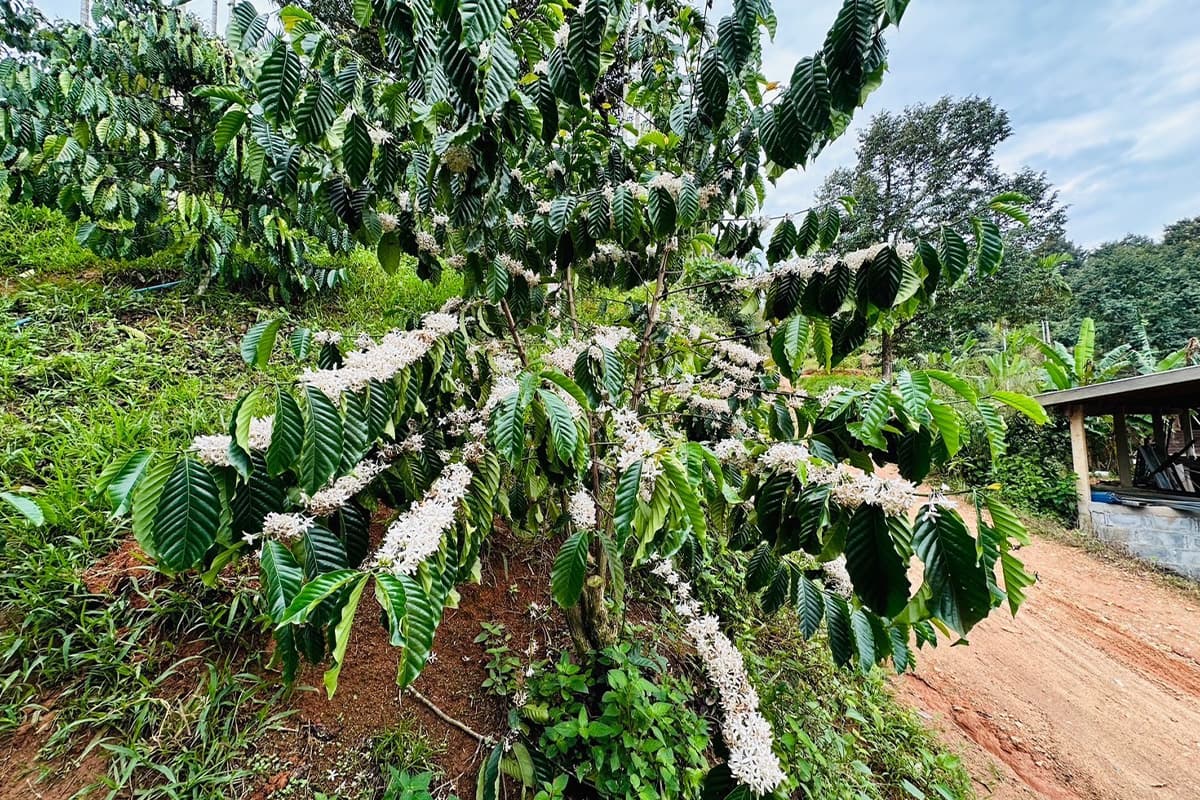 economic_business_thai_coffee_arabica_robusta_products_SPACEBAR_Photo01_0d903f550e.jpg