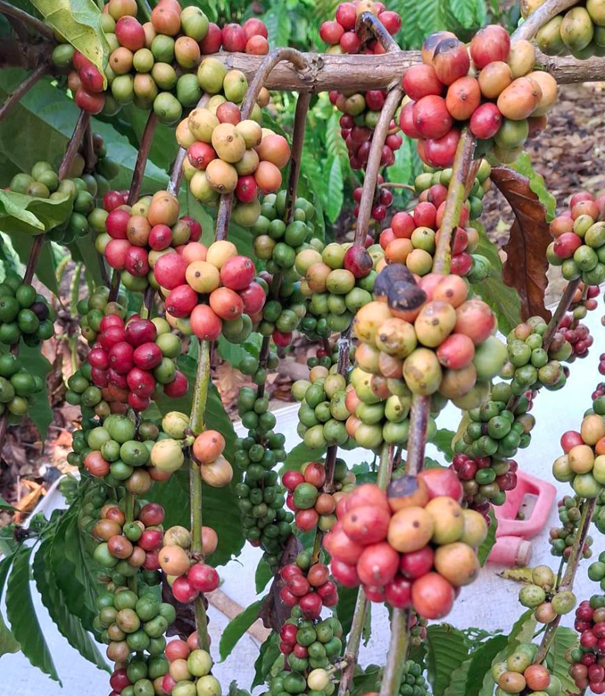 economic_business_thai_coffee_arabica_robusta_products_SPACEBAR_Photo02_69fb312205.jpg
