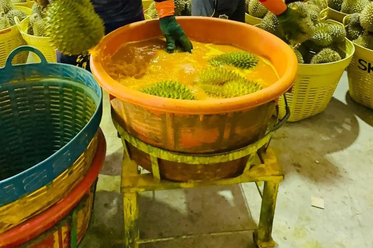 economic_business_thai_durian_exported_china_industries_consumer_SPACEBAR_Photo01_236200a17e.jpg
