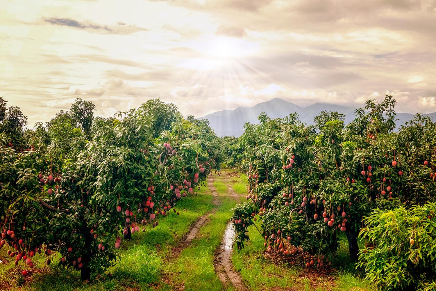 economic_business_thai_fruit_garden_summer_storm_SPACEBAR_Hero_6099f3fef3.jpg