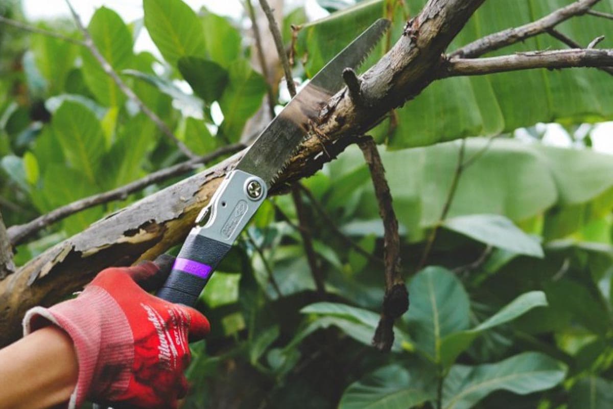 economic_business_thai_fruit_garden_summer_storm_SPACEBAR_Photo02_0bcf7d20e1.jpg