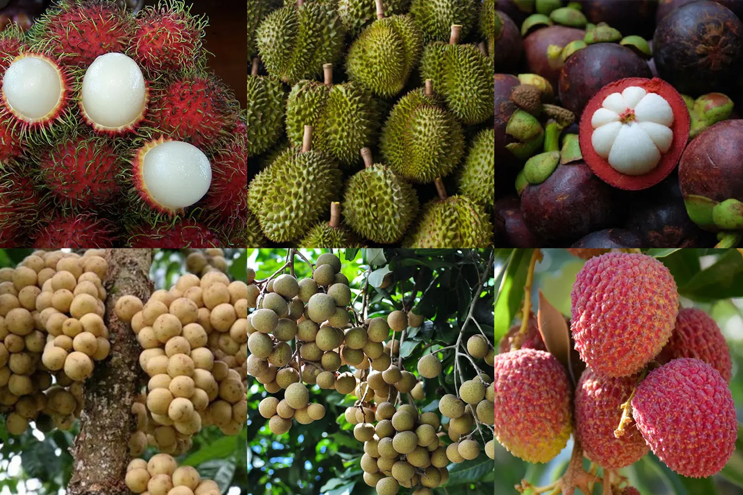 economic_business_thai_fruits_durian_longan_mangosteen_langsat_longan_SPACEBAR_Hero_b1d17a1c4a.jpg