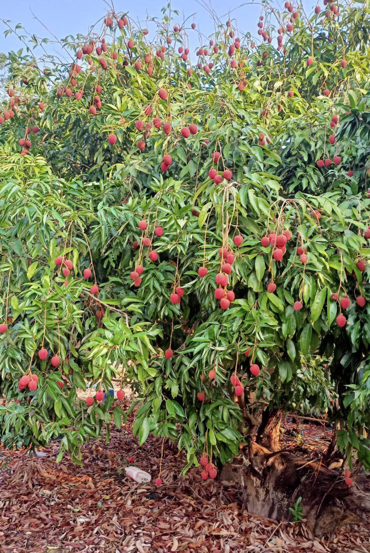 economic_business_thai_gi_local_lychee_products_SPACEBAR_Photo01_b6f0dba965.jpg