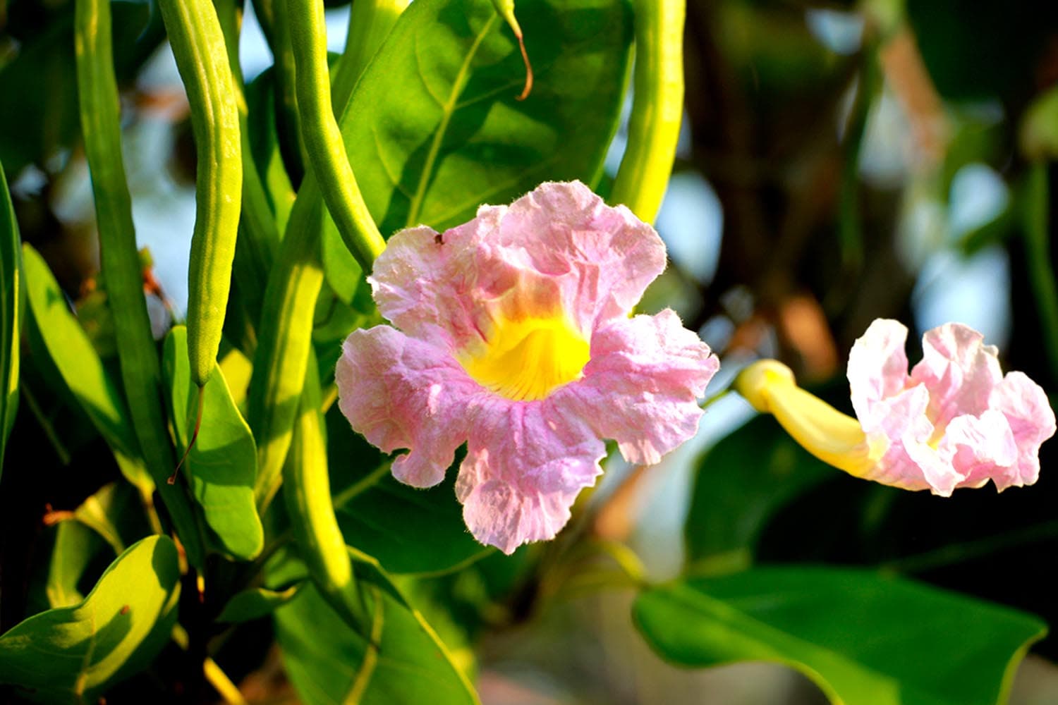 economic_business_thai_handroanthus_roseodendron_tabebuia_SPACEBAR_Hero_bd5a1e3692.jpg