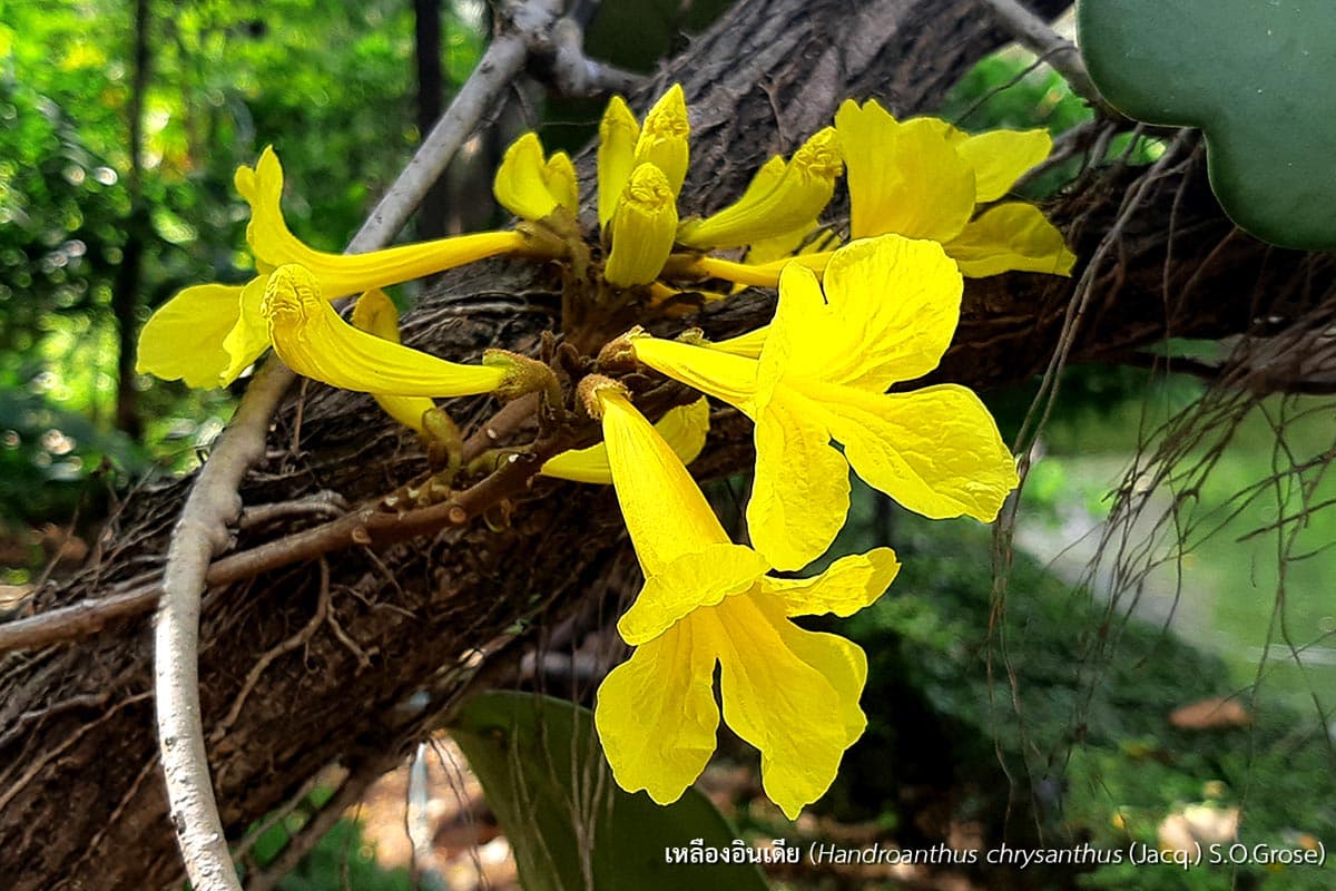 economic_business_thai_handroanthus_roseodendron_tabebuia_SPACEBAR_Photo02_e25d64ee9a.jpg