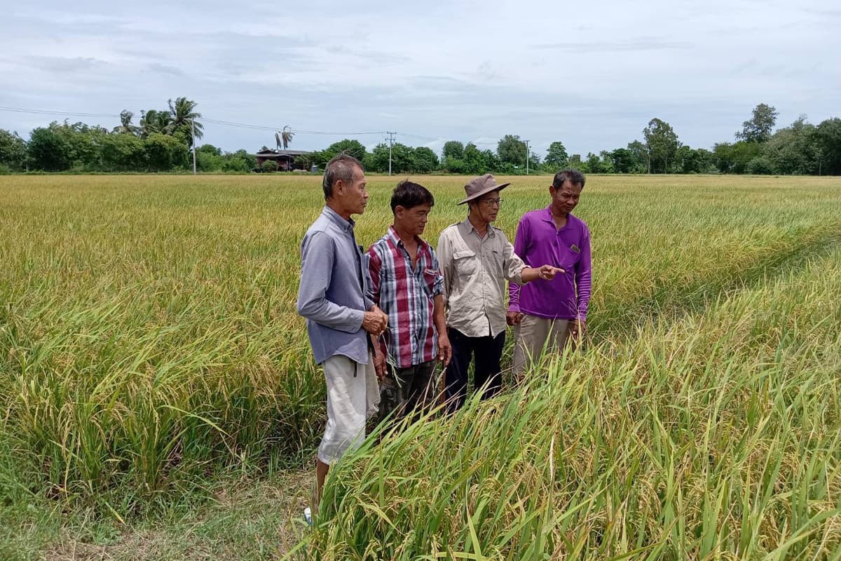 economic_business_thai_rice_farming_global_warming_carboncredits_SPACEBAR_Photo02_b68685972c.jpg