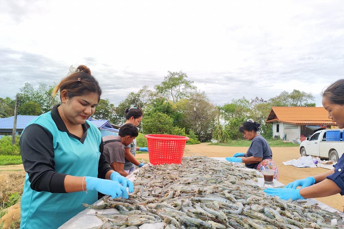 economic_business_thai_trump_tariffs_shrimp_exports_SPACEBAR_Photo03_11bb10f0a4.jpg