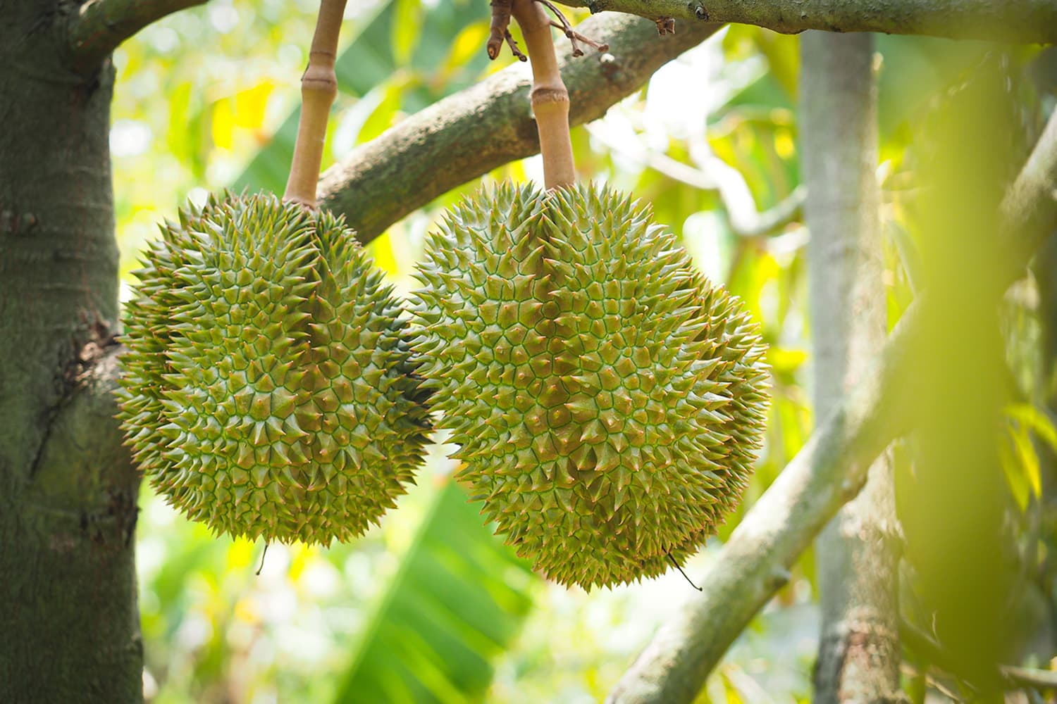 economic_durian_production_SPACEBAR_Hero_548889b099.jpg
