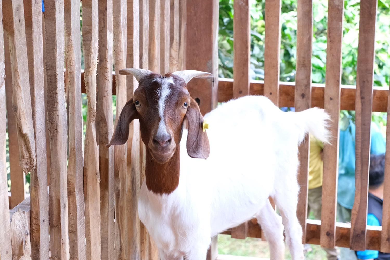 economic_sheep_goat_gap_halal_SPACEBAR_Hero_06c939b3cd.jpg