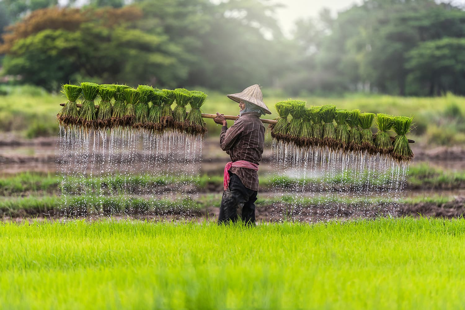 economy_farmer_money_thailand_serttha_suspend_debt_payment_SPACEBAR_Hero_81312588bf.jpg