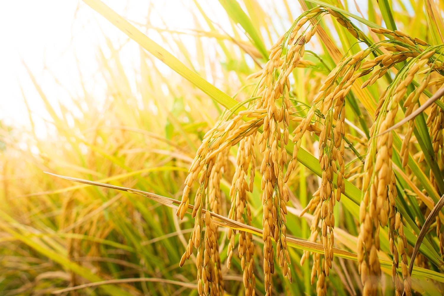 economy_ministry_of_commerce_rice_budget_paddy_SPACEBAR_Hero_7a46477579.jpg