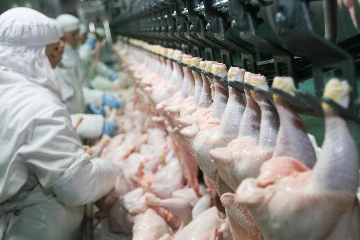 economy_poultry_export_thai_china_food_chicken_entrails_duck_SPACEBAR_Hero_7f2739e0ab.jpg