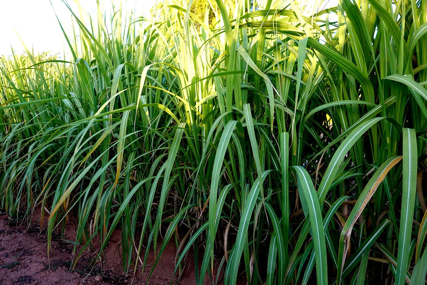 eknath_sugar_cane_leaves_shoots_income_biomass_power_plant_SPACEBAR_Hero_fec0f5a3c7.jpg