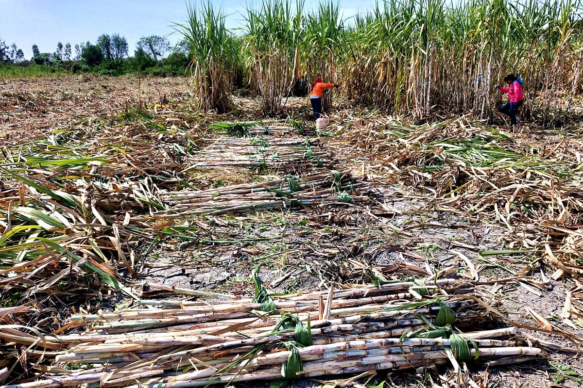 eknath_sugar_cane_leaves_shoots_income_biomass_power_plant_SPACEBAR_Photo03_367cadb3ad.jpg