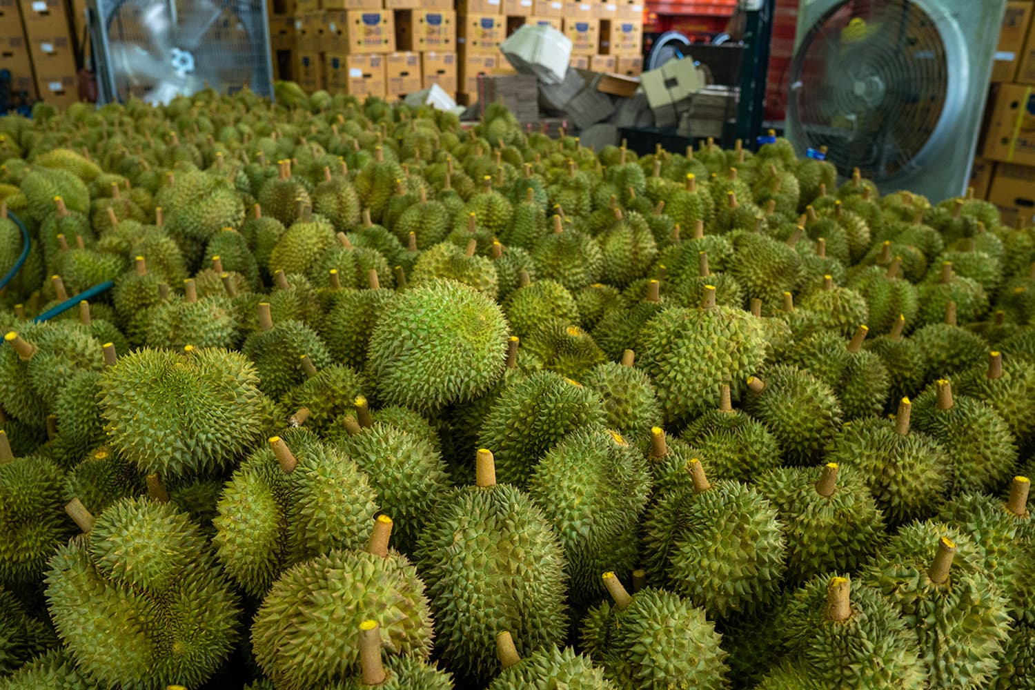 export_durian_china_global_trade_atlas_chanthaburi_model_SPACEBAR_Hero_1829f7c8eb.jpg