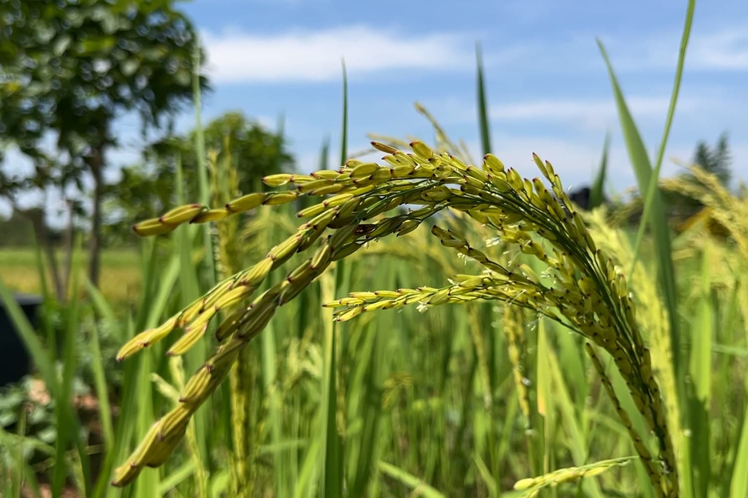 farmers_northeastern_rice_falling_prices_hope_free_rice_exports_SPACEBAR_Hero_bc219ae126.jpg