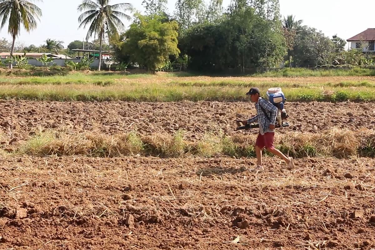 farmers_northeastern_rice_falling_prices_hope_free_rice_exports_SPACEBAR_Photo03_99be125cc6.jpg