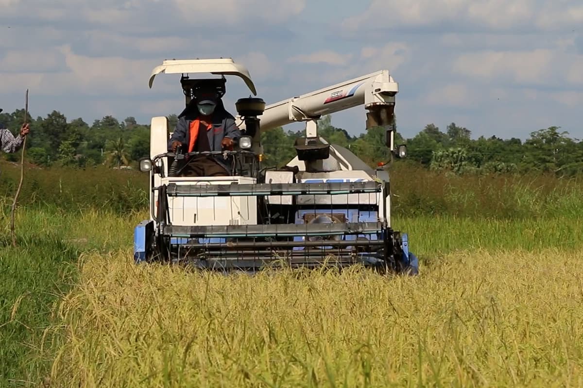farmers_northeastern_rice_falling_prices_hope_free_rice_exports_SPACEBAR_Photo04_96e2d4c19f.jpg