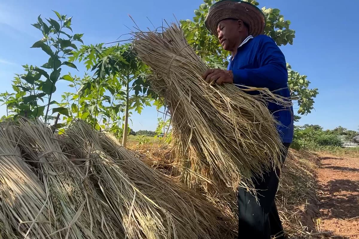 farmers_northeastern_rice_falling_prices_hope_free_rice_exports_SPACEBAR_Photo08_017321d0d9.jpg