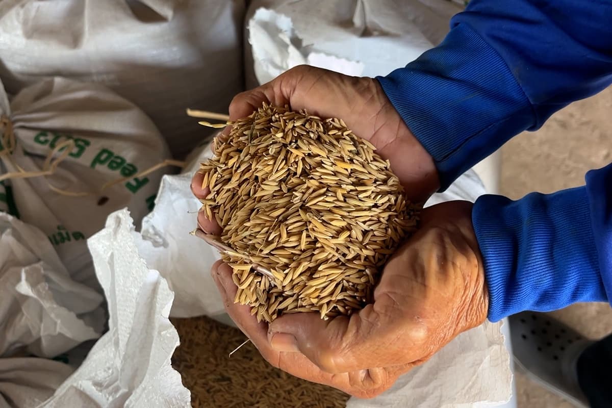 farmers_northeastern_rice_falling_prices_hope_free_rice_exports_SPACEBAR_Photo10_dc727e11d7.jpg