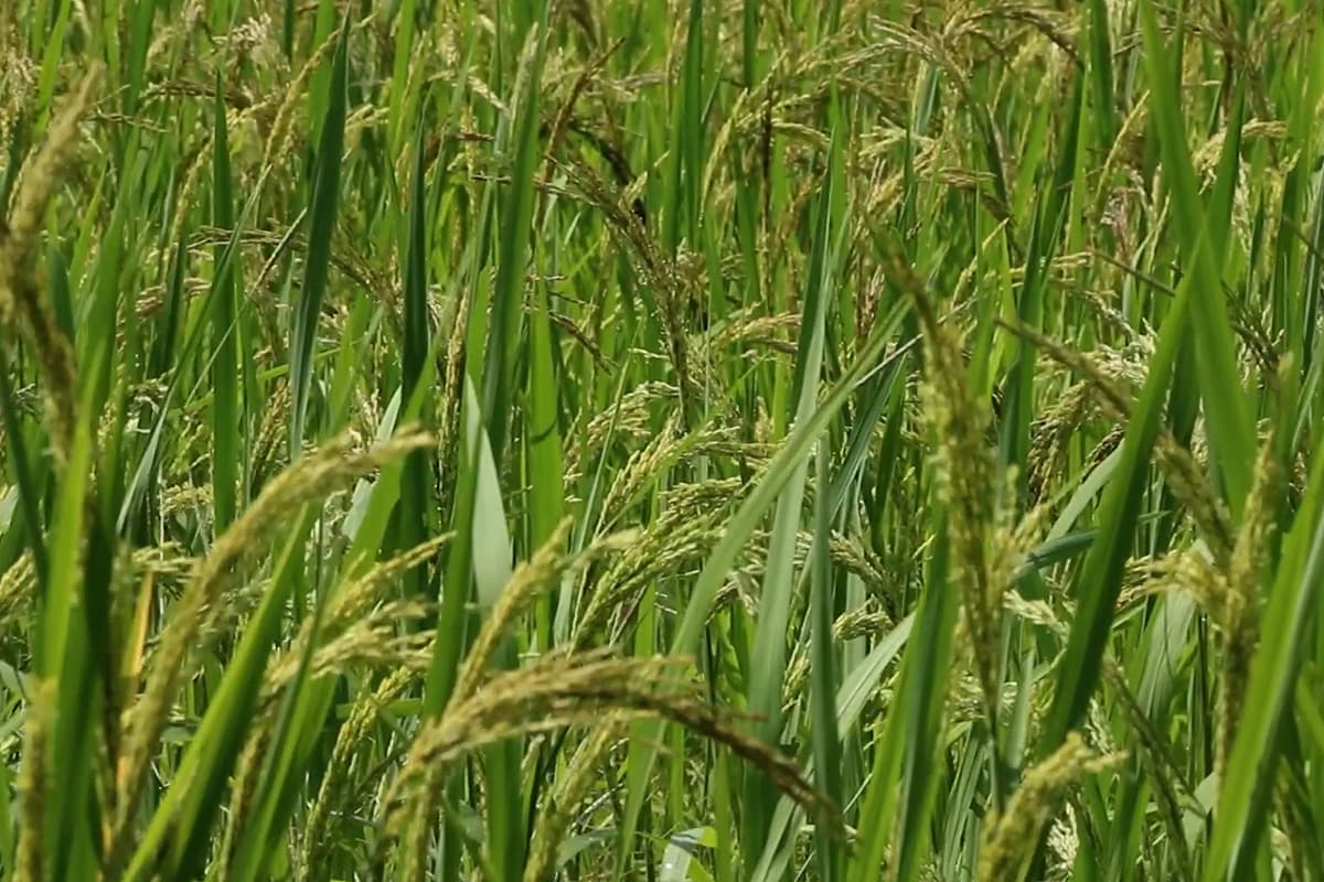 farmers_northeastern_rice_falling_prices_hope_free_rice_exports_SPACEBAR_Photo11_1f367b68e2.jpg