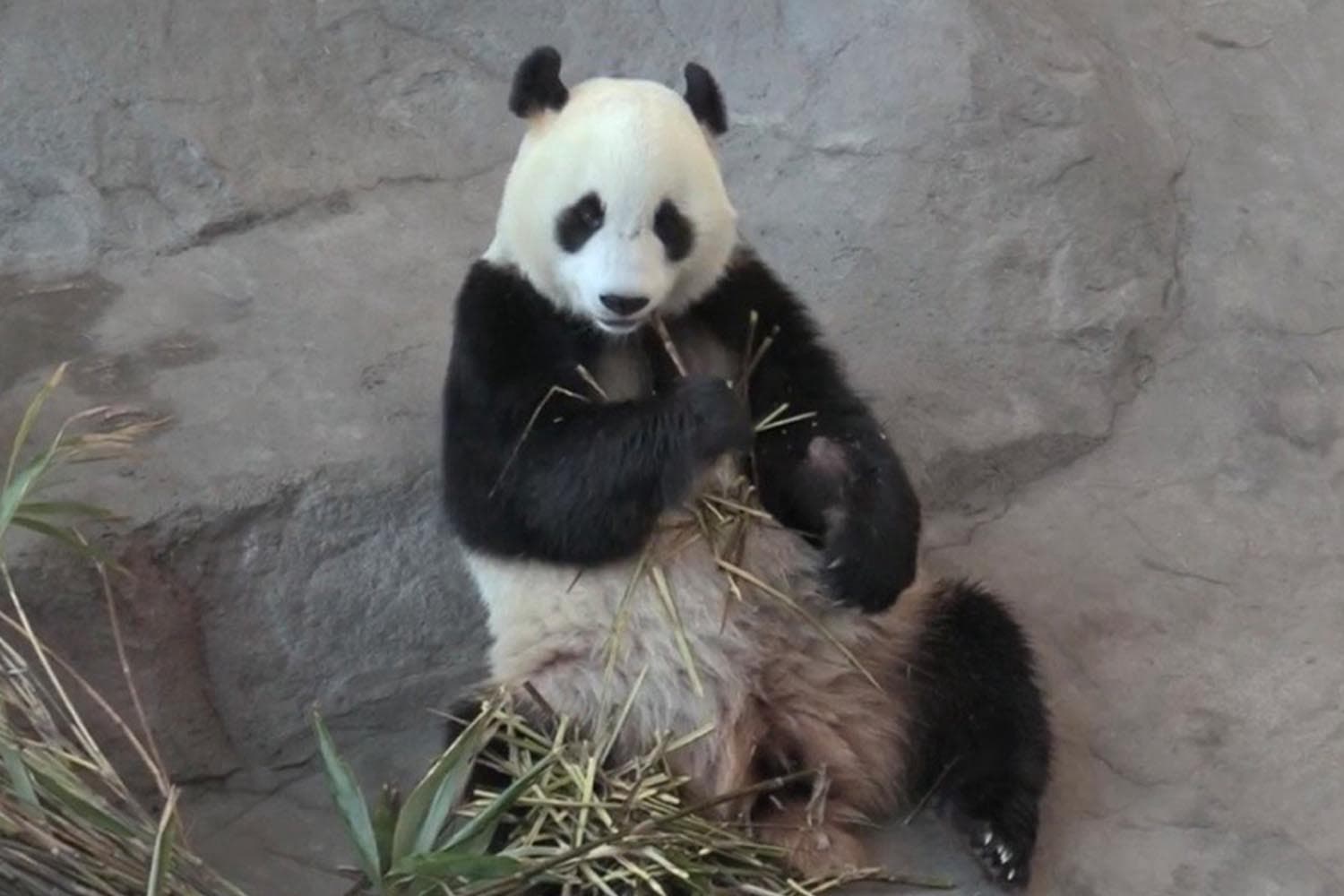 finland_zoo_will_return_giant_pandas_to_china_blaming_inflation_SPACEBAR_Hero_13531072f4.jpg