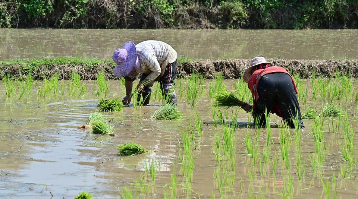 government_paid_second_round_to_heal_two_hundred_thousand_farmers_today_SPACEBAR_Hero_d47e6a7ed2.jpeg