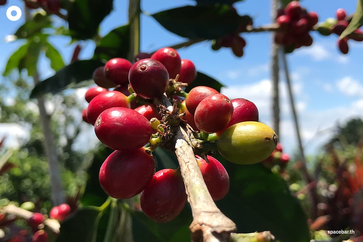green-space-arabica-coffee-hybrid-genetics-brazil-climate-change-SPACEBAR-Photo02.jpg