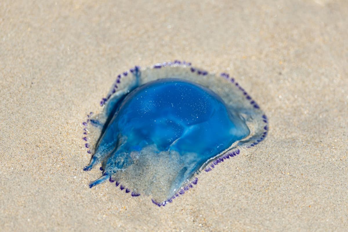 green-space-france-nuclear-power-jellyfish-heatwave-drought-SPACEBAR-Photo01.jpg