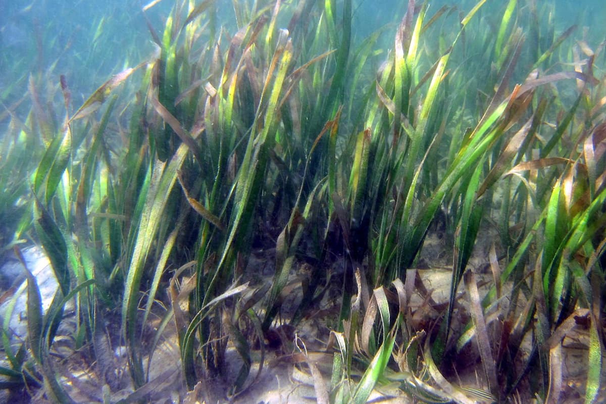 green-space-kasetsart-seagrass-restoration-breakthrough-enhalus-acoroides-first-in-world-SPACEBAR-Photo01.jpg