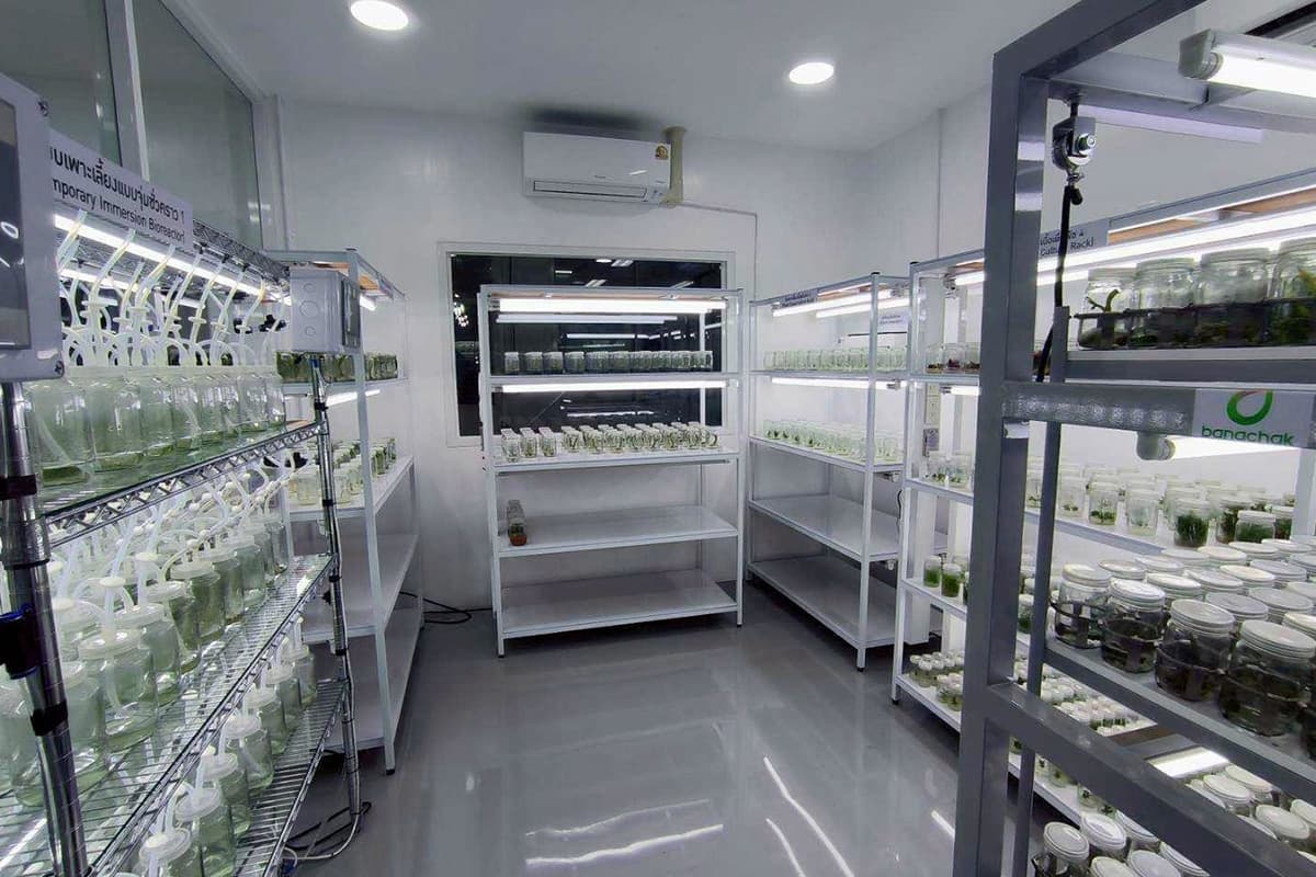 green-space-kasetsart-seagrass-restoration-breakthrough-enhalus-acoroides-first-in-world-SPACEBAR-Photo02.jpg