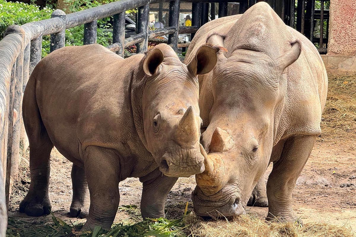 hippopotamus_moo_deng_khao_kheow_open_zoo_fashion_t_shirts_SPACEBAR_Photo02_53fdd5720d.jpg